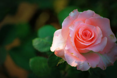 Close-up of pink rose blooming outdoors