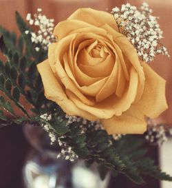 Close-up of rose blooming