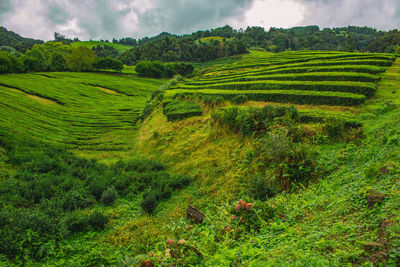 Scenic view of agricultural field against sky