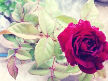 Close-up of pink rose