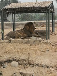 Horse in cage at zoo