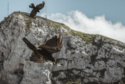 Low angle view of eagle flying against sky