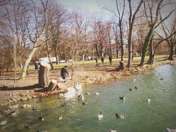 High angle view of swans swimming in park