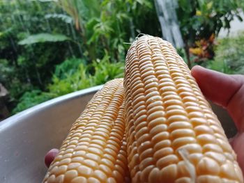 Close-up of hand holding food