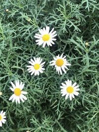 Close-up of white daisy flowers