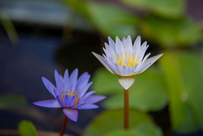 Close-up of water lily in pond