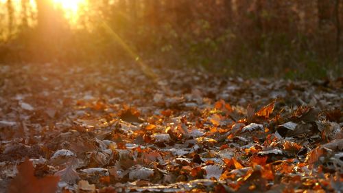 Close-up of autumn leaves on field