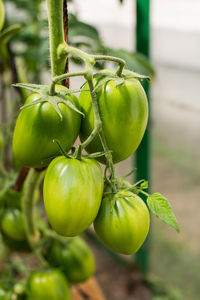 Green tomatoes hanging on a branch.