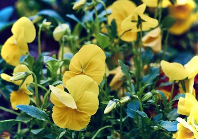 Close-up of yellow flowering plants