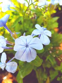 Close-up of water drops on fresh flower