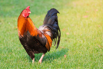 Close-up of rooster on land