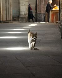 Cat on street