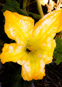 Close-up of yellow flowering plant