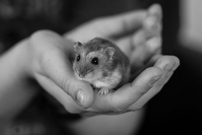 Cropped hands of woman holding mouse