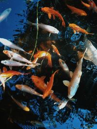 Fish swimming in pond