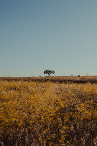 Scenic view of field against clear sky