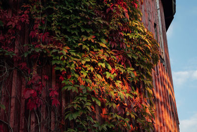 Low angle view of red ivy on shed against sky