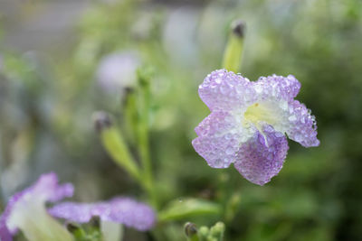 Close-up of wet purple flowering plant