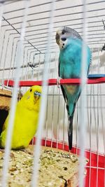 Close-up of parrot perching in cage