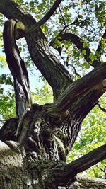 Low angle view of tree trunks in forest