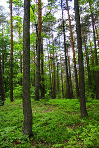 Trees in forest