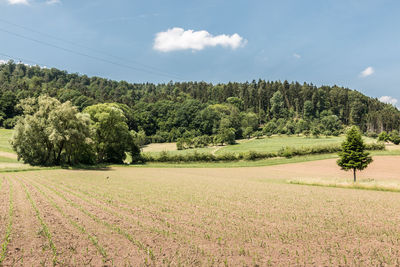 Trees on field against sky