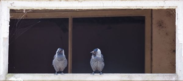 Pigeons perching on a window