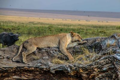 Lion sleeping on tree against sky