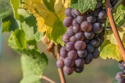 Close-up of grapes growing in vineyard