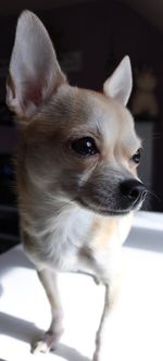 Close-up portrait of dog