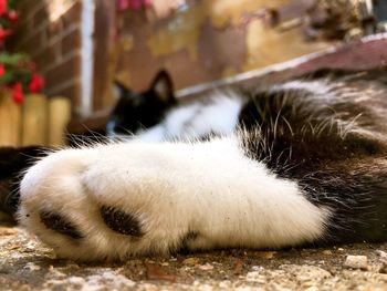 Close-up of cat lying down