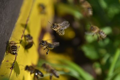 Close-up of bee flying
