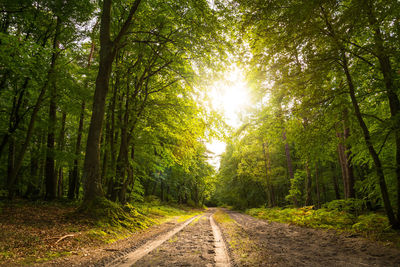 Road amidst trees in forest