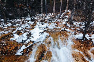 Snow covered trees in forest during winter