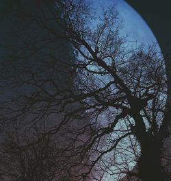 Low angle view of bare trees against sky