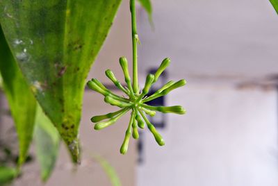 Close-up of bud growing on plant