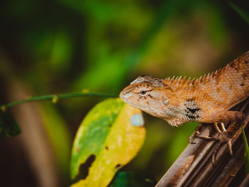 Close-up of a lizard on leaf