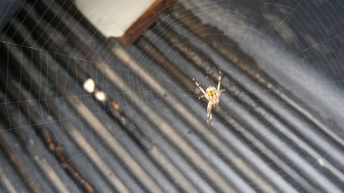 High angle view of spider on web at night