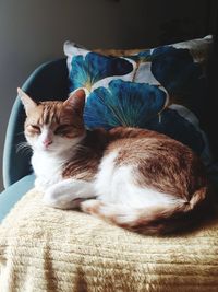 Close-up of cat sleeping on bed at home