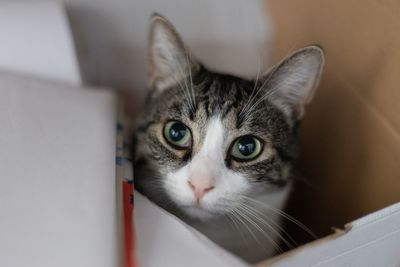 Close-up portrait of cat at home