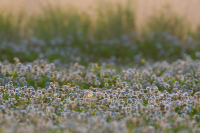 Close-up of white flowering plants on field