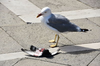 High angle view of seagull perching on cobblestone
