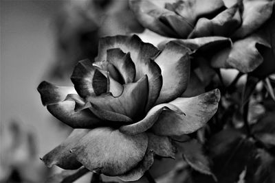 Close-up of wilted rose