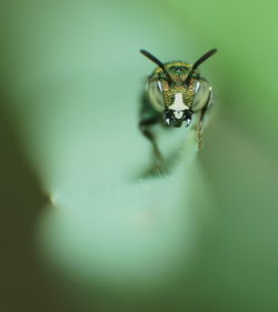 Close-up of insect on leaf