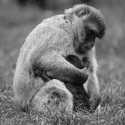 Close-up of monkeys in field