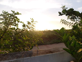 Close-up of fresh green plants against sky