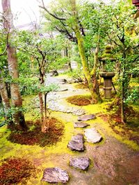 Trees in forest