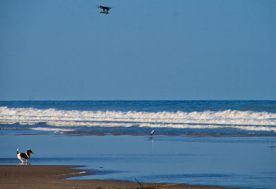 Drone flying over sea against clear sky and dog running