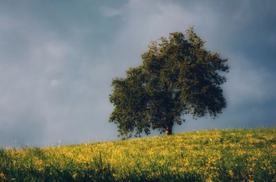 View of oilseed rape field against sky