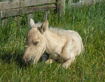 Sheep resting in a field